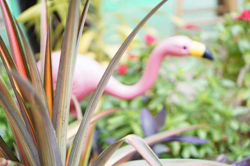 united states flamingo decoy animal